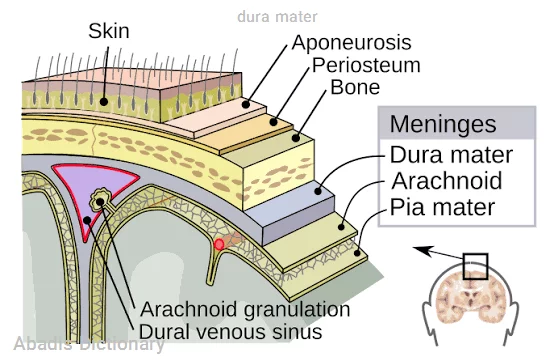 dura mater